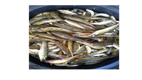 talimusak fish|BACARRA .